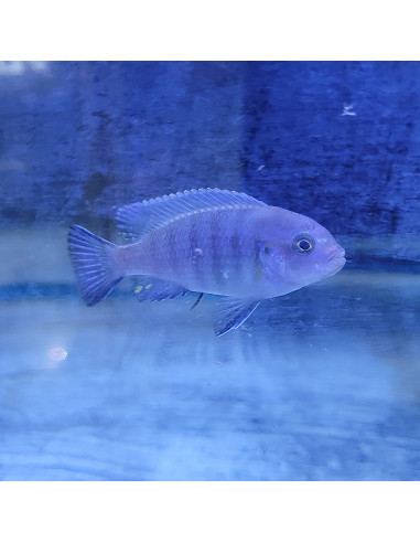 Pseudotropheus socolofi (Pseudotropheus socolofi) 7-8cm