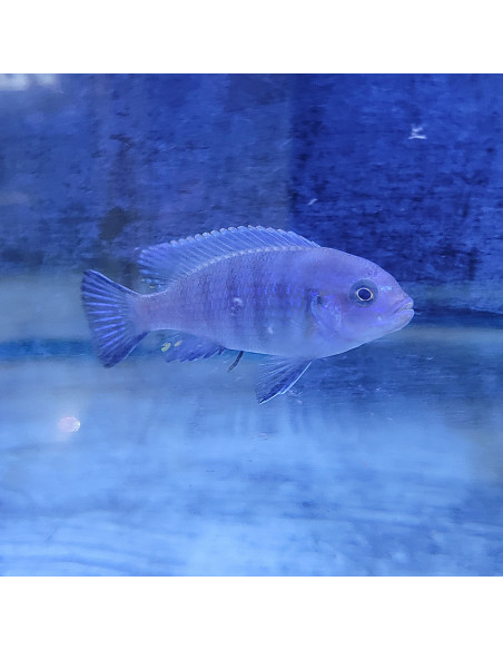 Pseudotropheus socolofi (Pseudotropheus socolofi) 7-8cm