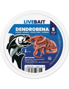 Vers de terre Dendrobena – Taille S (35–45 pièces)