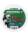 Vers de terre Dendrobena – Taille M 12-15X