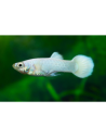 Guppy Snow White Male 3cm