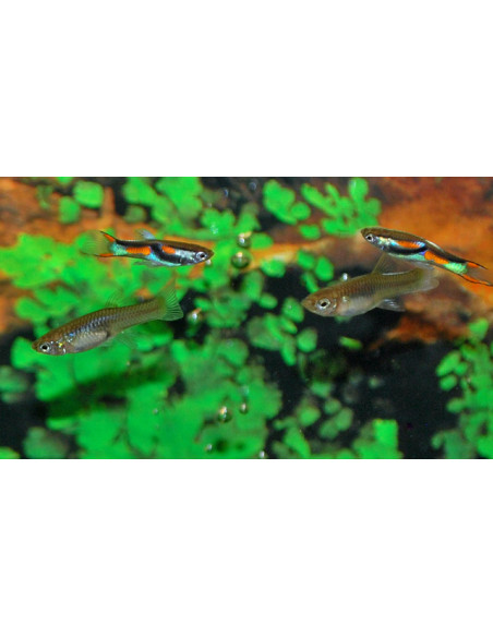 Guppy Endler 1,5-2,5 cm (paar)