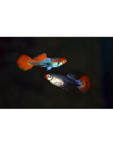 Guppy Red Cap Brazil m/f 2-3 cm (paar)
