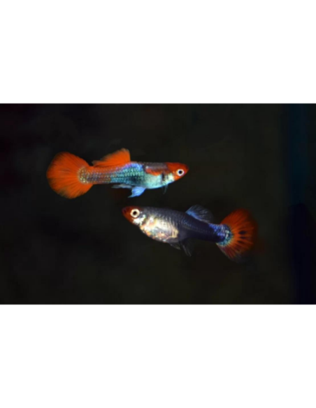 Guppy Red Cap Brazil m/f 2-3 cm (paar)