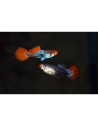 Guppy Red Cap Brazil m/f 2-3 cm (paar)