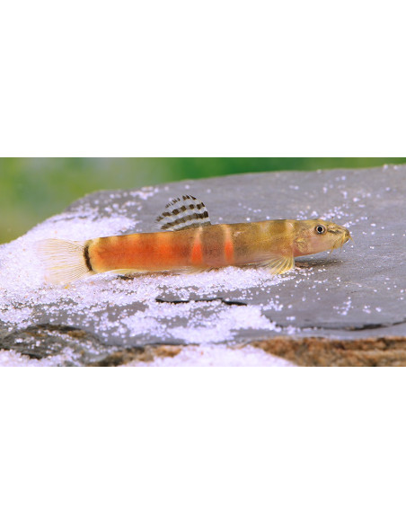 Loche Sumo (Schistura atarensis) 3-4cm