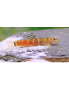 Loche Sumo (Schistura atarensis) 3-4cm