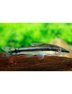 Otocinclus vittatus