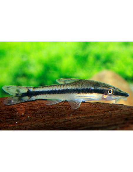 Otocinclus vittatus (Otocinclus vittatus)