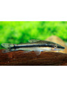 Otocinclus vittatus (Otocinclus vittatus)