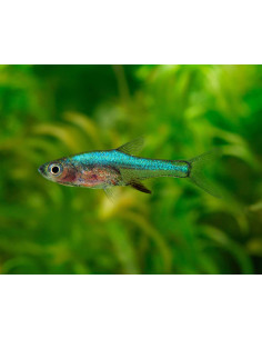 Sundadanio axelrodi Blue (Sundadanio axelrodi "Blue") 1-2cm