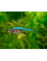 Sundadanio axelrodi Blue (Sundadanio axelrodi "Blue") 1-2cm