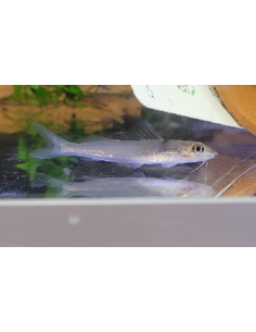 Poisson-chat Pimelodella (Pimelodella sp. Rio Ventuari) 4-5cm