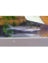 Poisson-chat Pimelodella (Pimelodella sp. Rio Ventuari) 4-5cm