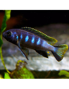 Pseudotropheus elongatus Chewere (Pseudotropheus elongatus "Chewere") 4-5cm