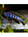 Pseudotropheus elongatus Chewere (Pseudotropheus elongatus "Chewere") 4-5cm