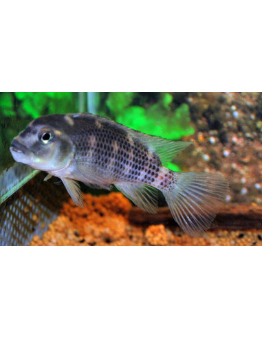 Cichlidé coucou casqué (Steatocranus casuarius) 4-6cm
