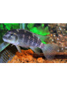 Cichlidé coucou casqué (Steatocranus casuarius) 4-6cm