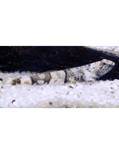 Schismatogobius risdawatiae