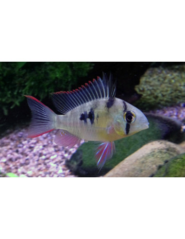 Mikrogeophagus altispinosus