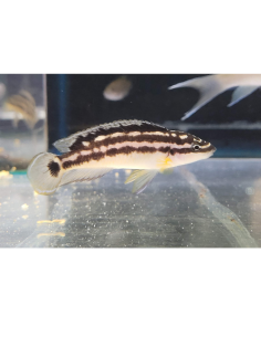 Julidochromis transcriptus (Julidochromis transcriptus)