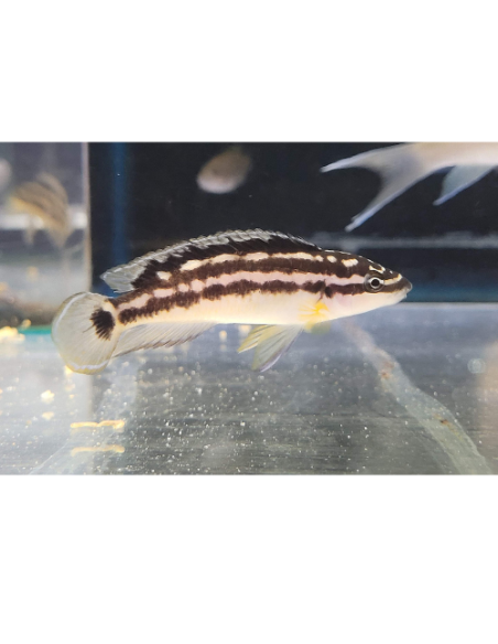 Julidochromis transcriptus (Julidochromis transcriptus)