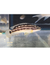 Julidochromis transcriptus (Julidochromis transcriptus)
