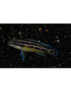 Julidochromis ornatus Yellow Uvira F1 (Julidochromis ornatus "Yellow" Uvira F1)