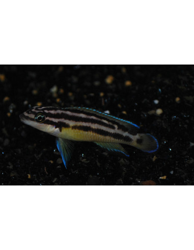 Julidochromis ornatus Yellow Uvira F1 (Julidochromis ornatus "Yellow" Uvira F1)