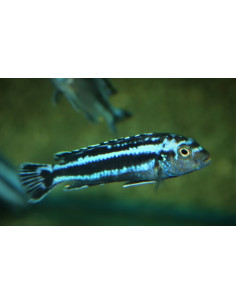 Pseudotropheus cyaneorhabdos (Pseudotropheus cyaneorhabdos) 4-5cm