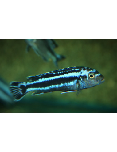 Pseudotropheus cyaneorhabdos (Pseudotropheus cyaneorhabdos) 4-5cm