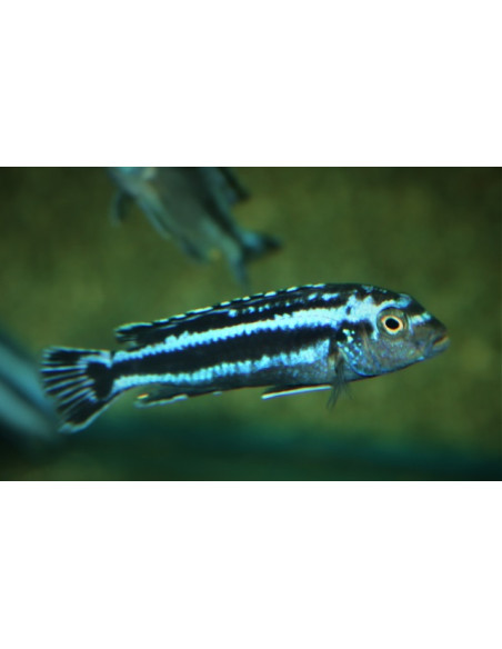 Pseudotropheus cyaneorhabdos (Pseudotropheus cyaneorhabdos) 4-5cm