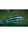 Pseudotropheus cyaneorhabdos (Pseudotropheus cyaneorhabdos) 4-5cm