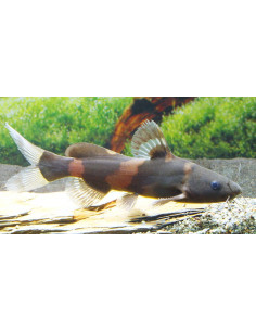 Pseudomystus siamensis 4-5cm