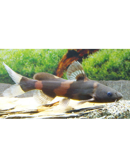 Pseudomystus siamensis 4-5cm