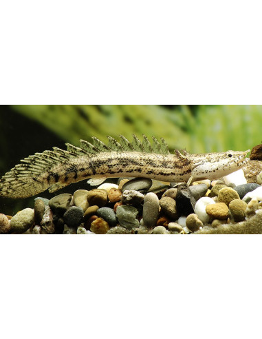 Polypterus endlicherii 10-12CM