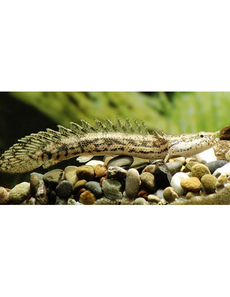 Polypterus endlicherii 10-12CM