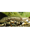 Polypterus endlicherii 10-12CM