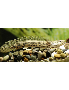 Polypterus endlicherii L 20-22cm