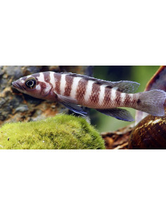 Neolamprologus cylindricus (Neolamprologus cylindricus) 5-6CM