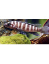 Neolamprologus cylindricus (Neolamprologus cylindricus) 5-6CM