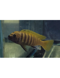 Metriaclima zebra Gold Kawanga (Metriaclima zebra Gold Kawanga) 6-8cm