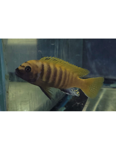 Metriaclima zebra Gold Kawanga (Metriaclima zebra Gold Kawanga) 6-8cm
