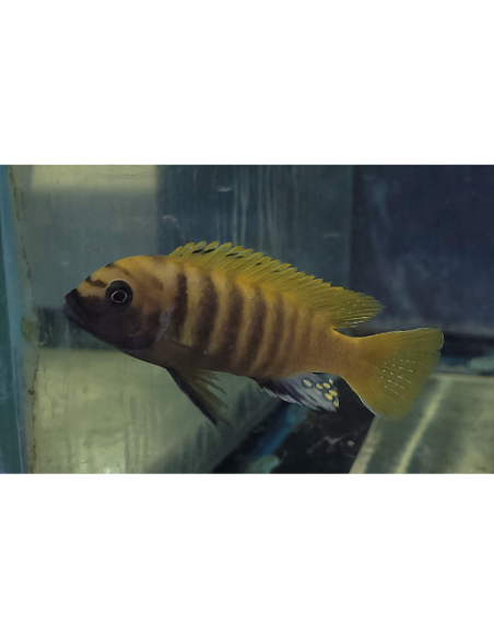 Metriaclima zebra Gold Kawanga (Metriaclima zebra Gold Kawanga) 6-8cm