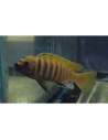 Metriaclima zebra Gold Kawanga (Metriaclima zebra Gold Kawanga) 6-8cm