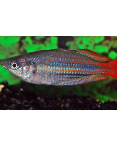 Melanotaenia trifasciata "Blyth River"
