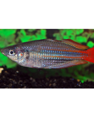 Melanotaenia trifasciata "Blyth River"