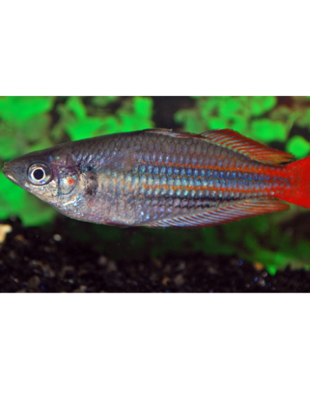 Melanotaenia trifasciata "Blyth River"