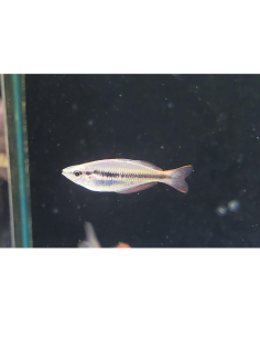 Melanotaenia sahulensis 4-5cm