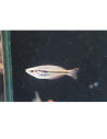 Melanotaenia sahulensis 4-5cm